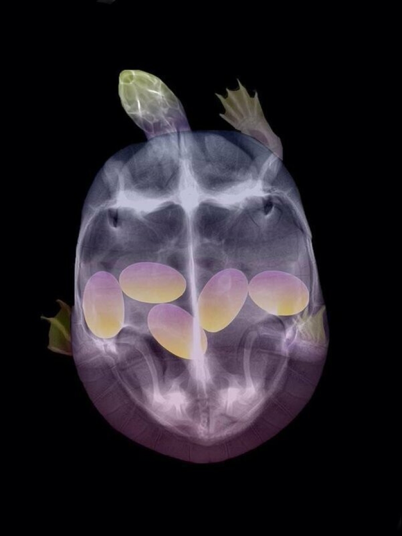 Who lives in the little house: X-rays of pregnant animals