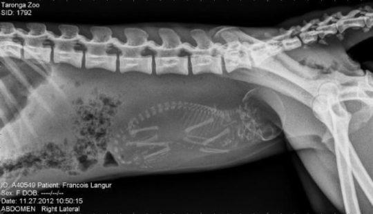 Who lives in the little house: X-rays of pregnant animals