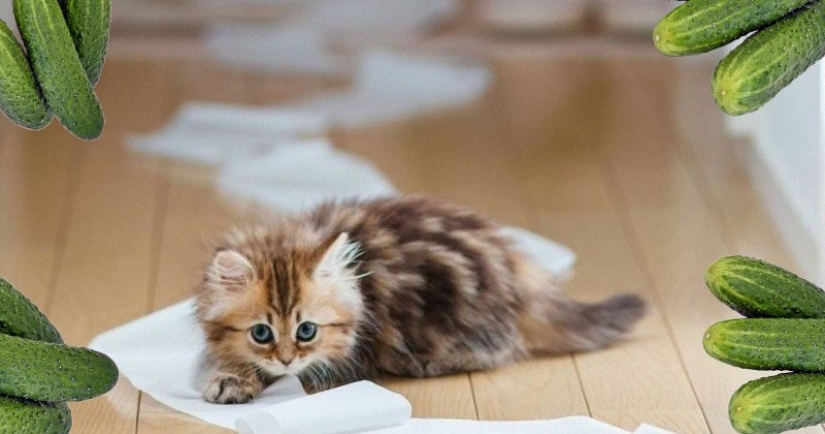Why cats are afraid of cucumbers: the authoritative opinion of scientists Why cats are afraid of cucumbers: the authoritative opinion of scientists