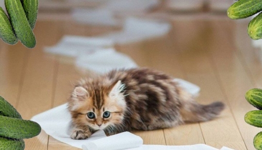 Why cats are afraid of cucumbers: the authoritative opinion of scientists
