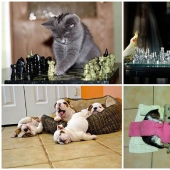 Why cats are better than dogs