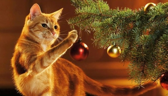 Why cats so attracted to Christmas trees?