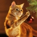 Why cats so attracted to Christmas trees?