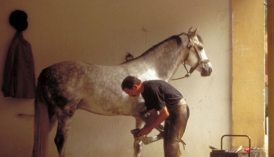 Why did man start shoeing horses? Why did man start shoeing horses?