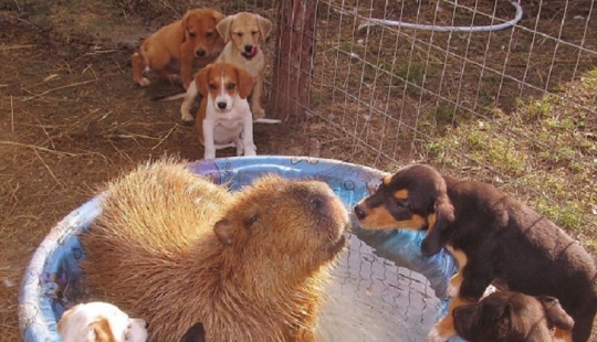 Why do all animals love capybaras
