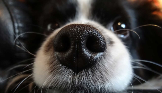 Why do dogs have wet and cold noses?