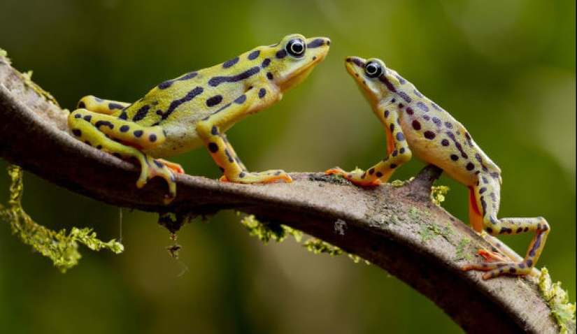 Why do male harlequin toads sit on the necks of their chosen ones for six months