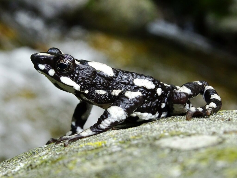 Why do male harlequin toads sit on the necks of their chosen ones for six months