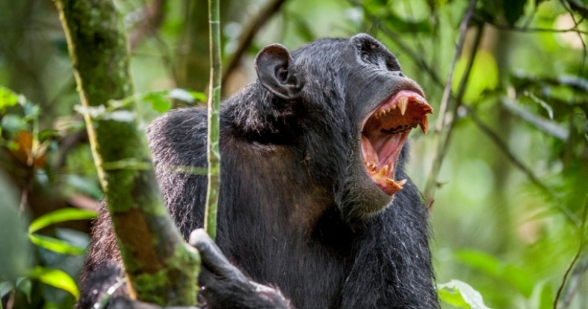 Why do monkeys kill their young Why do monkeys kill their young