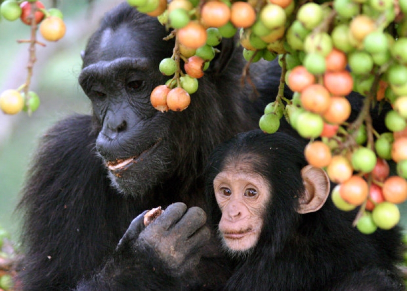 Why do monkeys kill their young Why do monkeys kill their young