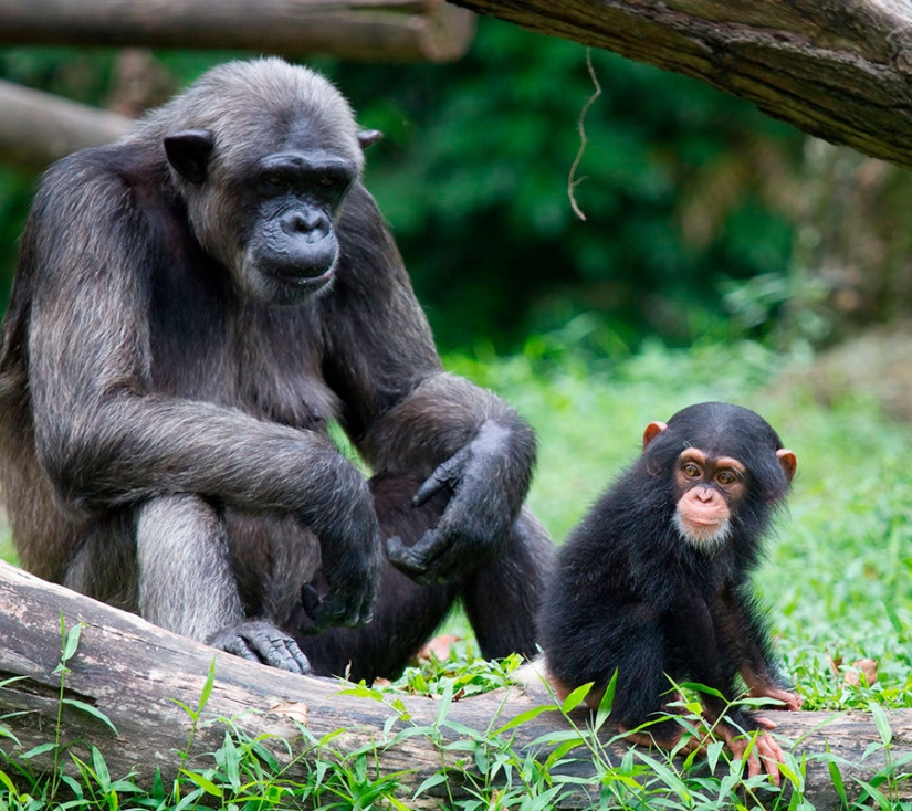 Why do monkeys kill their young Why do monkeys kill their young