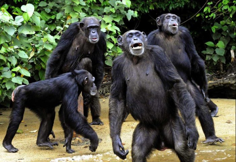 Why do monkeys kill their young Why do monkeys kill their young