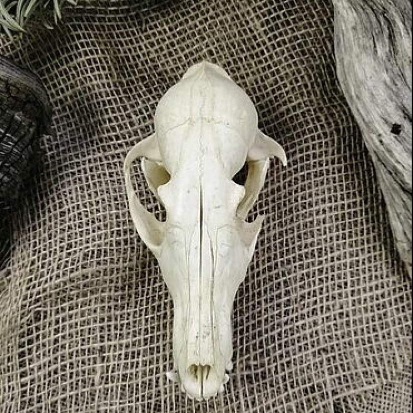 Why does a fox have a pointed muzzle? Why does a fox have a pointed muzzle?