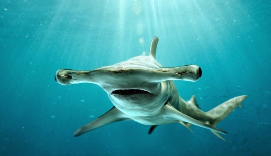Why does the hammerhead shark have such a strange head shape?