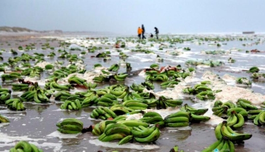 Why in the old days sailors categorically refused to take bananas on board