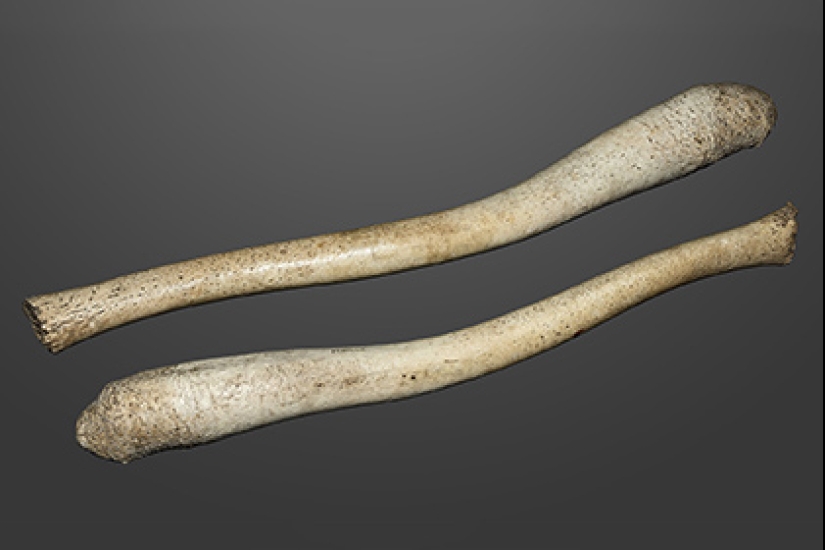 Why is the human penis so small and plain compared to animal penises?