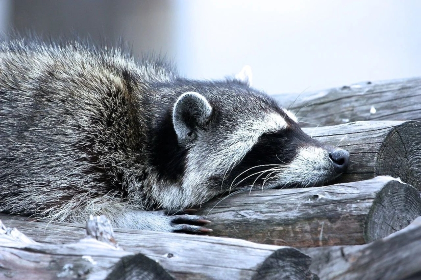 Why not start a home raccoon Why not start a home raccoon