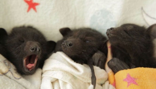 Why We're No Longer Afraid of Bats Why We're No Longer Afraid of Bats