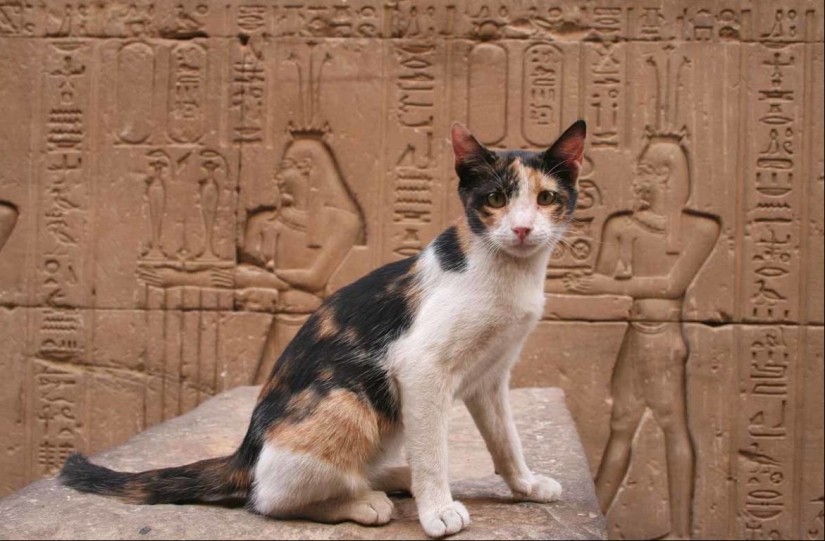 Why were cats so loved and revered in ancient Egypt? Why were cats so loved and revered in ancient Egypt?