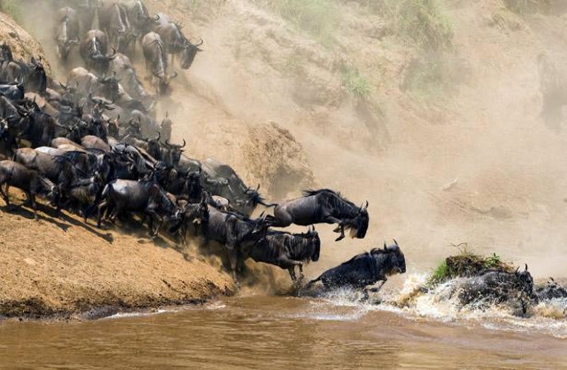 Wildebeest migration — a leap of fate