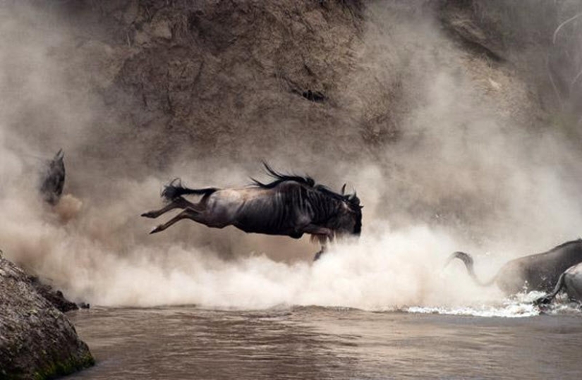 Wildebeest migration — a leap of fate