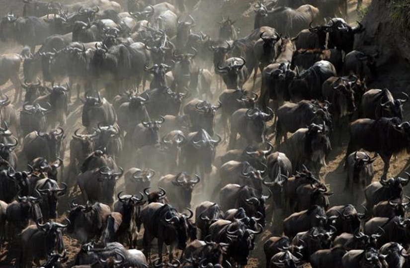 Wildebeest migration — a leap of fate