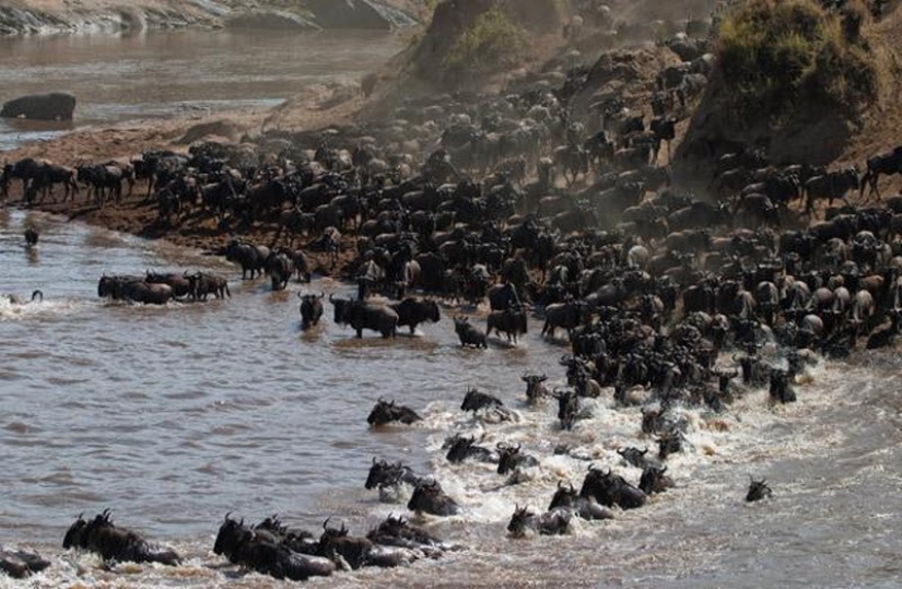 Wildebeest migration — a leap of fate