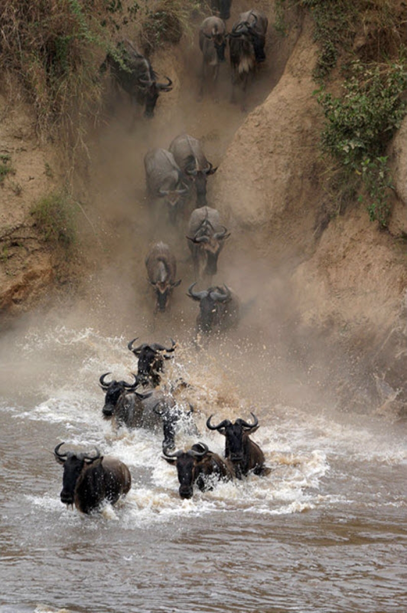 Wildebeest migration — a leap of fate