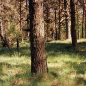 Will you be able to see a disguised German sniper aiming directly at you?