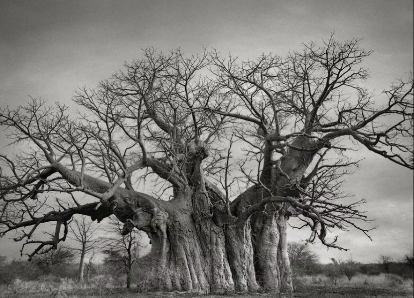 Woman spent 14 years in search of ancient trees. And it's no wonder! Woman spent 14 years in search of ancient trees. And it's no wonder!