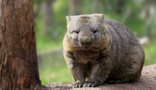 Wombats have been found to have the capacity for compassion. Is it so?