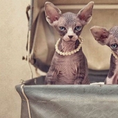 Wonderful sphinx cats in photos by Serena Hodson