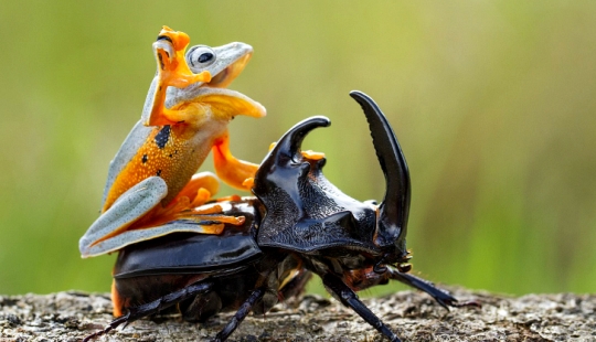 ¿Y quién se queda con las 25 ranas más divertidas?