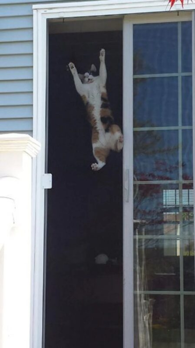 Ya no hay atracción: 30 gatos que querían escupir en las leyes de la física