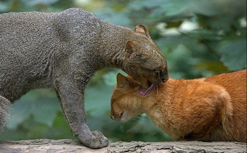 Yaguarundi largo de twitter gato que es de los amigos con los monos y comer bananas Yaguarundi largo de twitter gato que es de los amigos con los monos y comer bananas