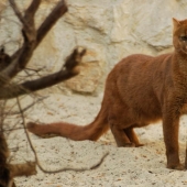 Yaguarundi largo de twitter gato que es de los amigos con los monos y comer bananas