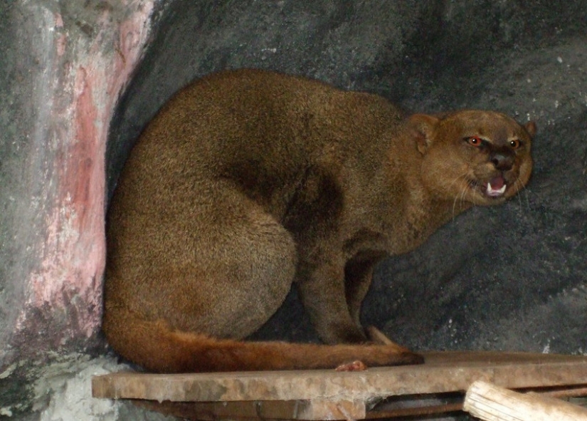 Yaguarundi largo de twitter gato que es de los amigos con los monos y comer bananas Yaguarundi largo de twitter gato que es de los amigos con los monos y comer bananas