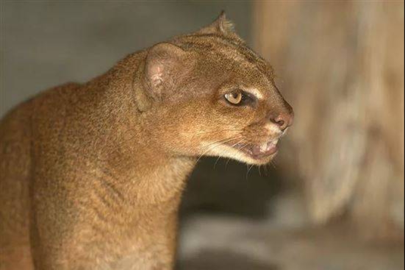 Yaguarundi largo de twitter gato que es de los amigos con los monos y comer bananas Yaguarundi largo de twitter gato que es de los amigos con los monos y comer bananas