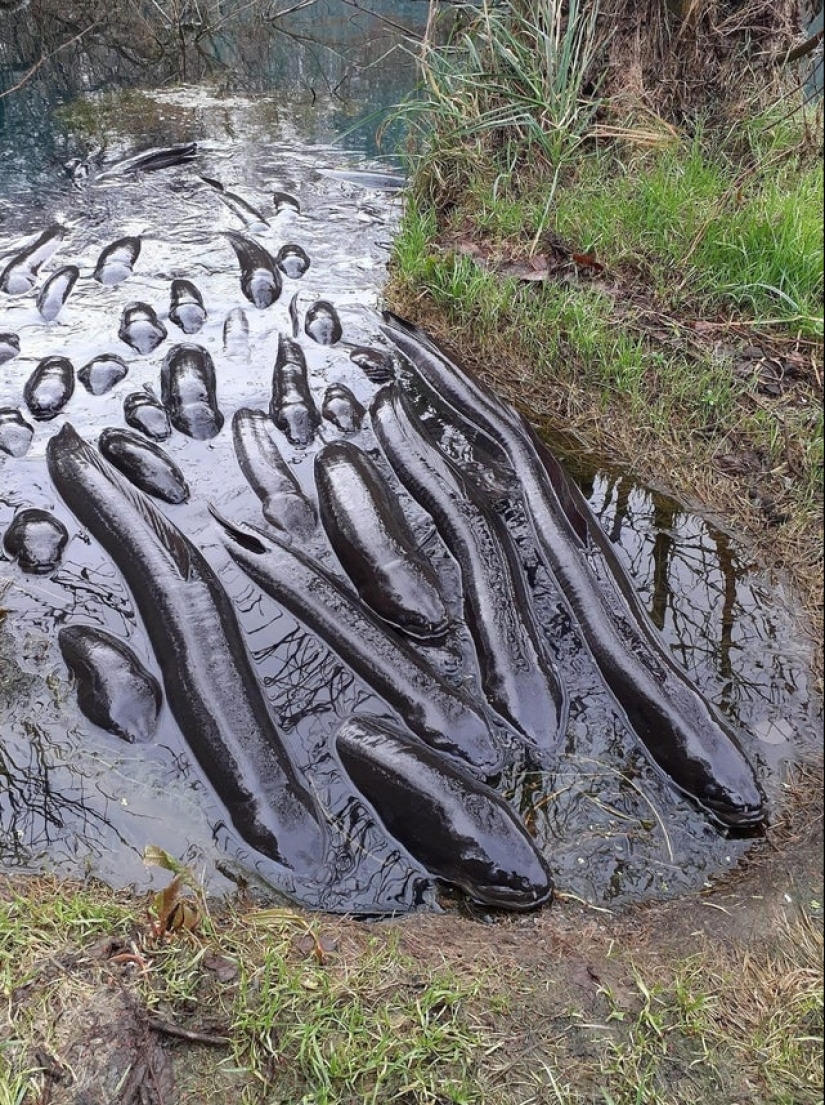 Yes, IT really exists! 22 photos of amazing phenomena and things Yes, IT really exists! 22 photos of amazing phenomena and things