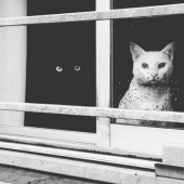 Yin and Yang: black and white seals that look so perfect that they seem to be one