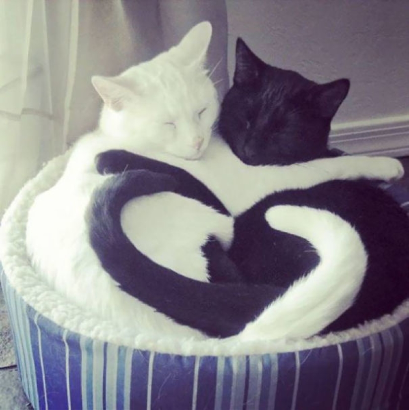 Yin y Yang: focas blancas y negras que se ven tan perfectas que parecen ser una