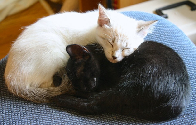 Yin y Yang: focas blancas y negras que se ven tan perfectas que parecen ser una