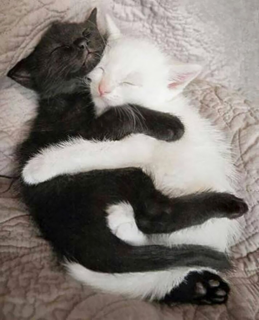 Yin y Yang: focas blancas y negras que se ven tan perfectas que parecen ser una