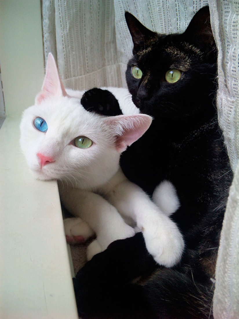Yin y Yang: focas blancas y negras que se ven tan perfectas que parecen ser una