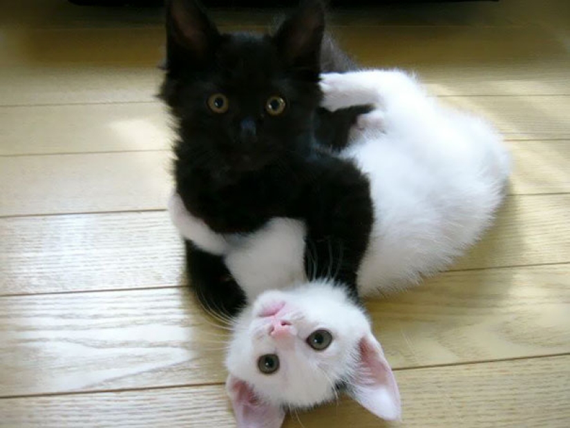 Yin y Yang: focas blancas y negras que se ven tan perfectas que parecen ser una