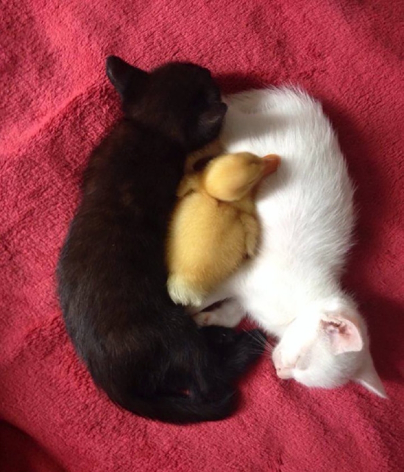 Yin y Yang: focas blancas y negras que se ven tan perfectas que parecen ser una