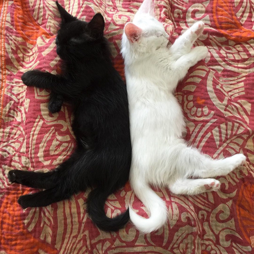 Yin y Yang: focas blancas y negras que se ven tan perfectas que parecen ser una