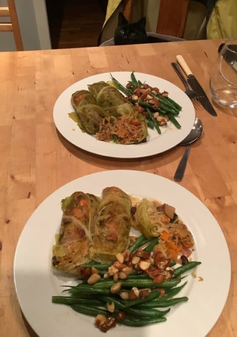 You can't refuse them! 22 photos of animals looking at food