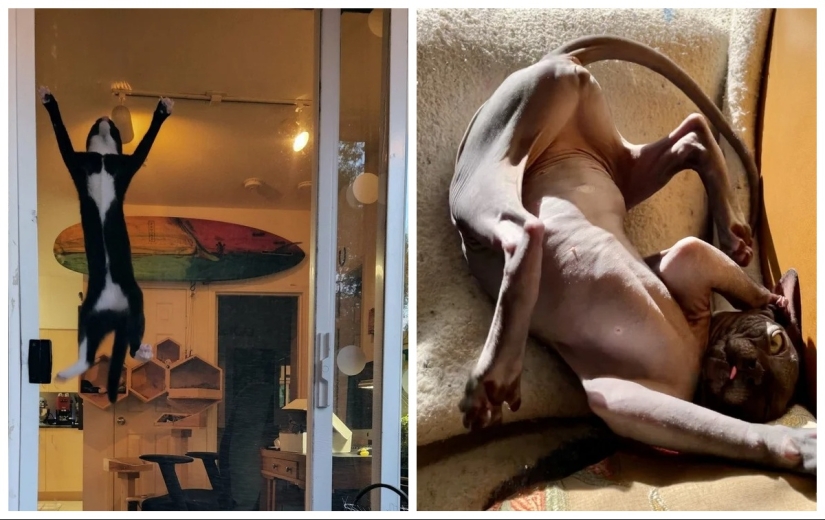 "Your cat broke down": 22 photos of cats with which there is clearly something wrong "Your cat broke down": 22 photos of cats with which there is clearly something wrong