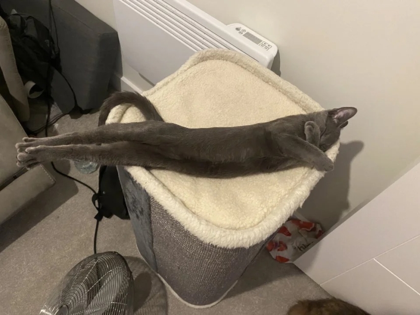 "Your cat broke down": 22 photos of cats with which there is clearly something wrong "Your cat broke down": 22 photos of cats with which there is clearly something wrong